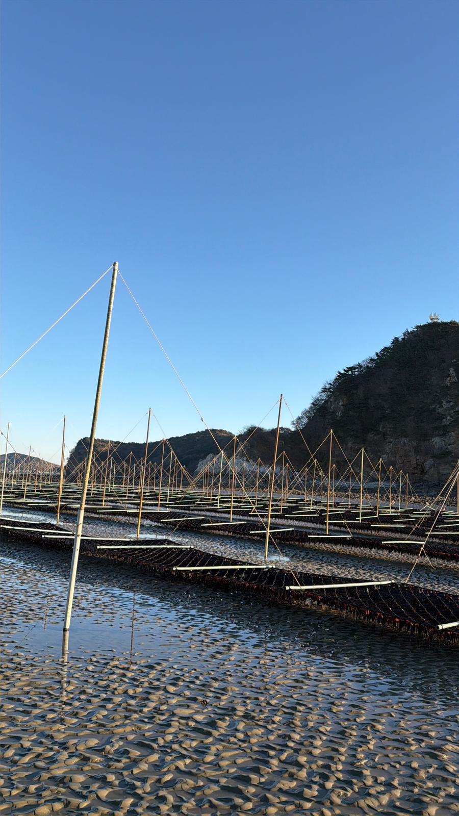 Korean seaweed farm - partner farm harvest